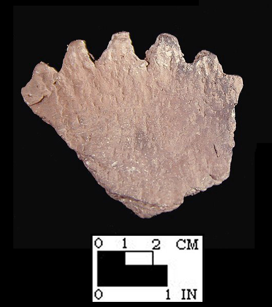 Keyser pie crust rim sherd with smoothed over cord-marked exterior from the Hughes site, 18MO1-SI Cat.# 392275-Courtesy of the Smithsonian Institution, Museum of Natural History, Department of Anthropology.